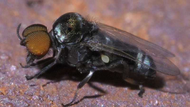 Image de Société. Les autorités espagnoles alertent sur la prolifération des mouches noires dans le pays, potentiellement liée à l'augmentation des températures. Ces insectes, actifs notamment en Andalousie, en Aragon et en Catalogne, peuvent causer des désagréments lors de vacances estivales. La hausse des températures prolonge leur cycle de reproduction, provoquant une augmentation de leur population. Bien que similaires aux moustiques, les mouches noires ne piquent pas mais mordent, et laissent une salive potentiellement allergène qui peut engendrer douleur, fièvre et réactions cutanées. Les recommandations des autorités espagnoles pour éviter les morsures incluent d'éviter les endroits près de l'eau à l'aube et au crépuscule, de porter des vêtements couvrants et d'utiliser des répulsifs. En cas de morsure, une désinfection rapide est conseillée. Que pensez-vous de cette invasion de Mouches Noires ?